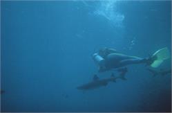 01532_Great Barrier Reef